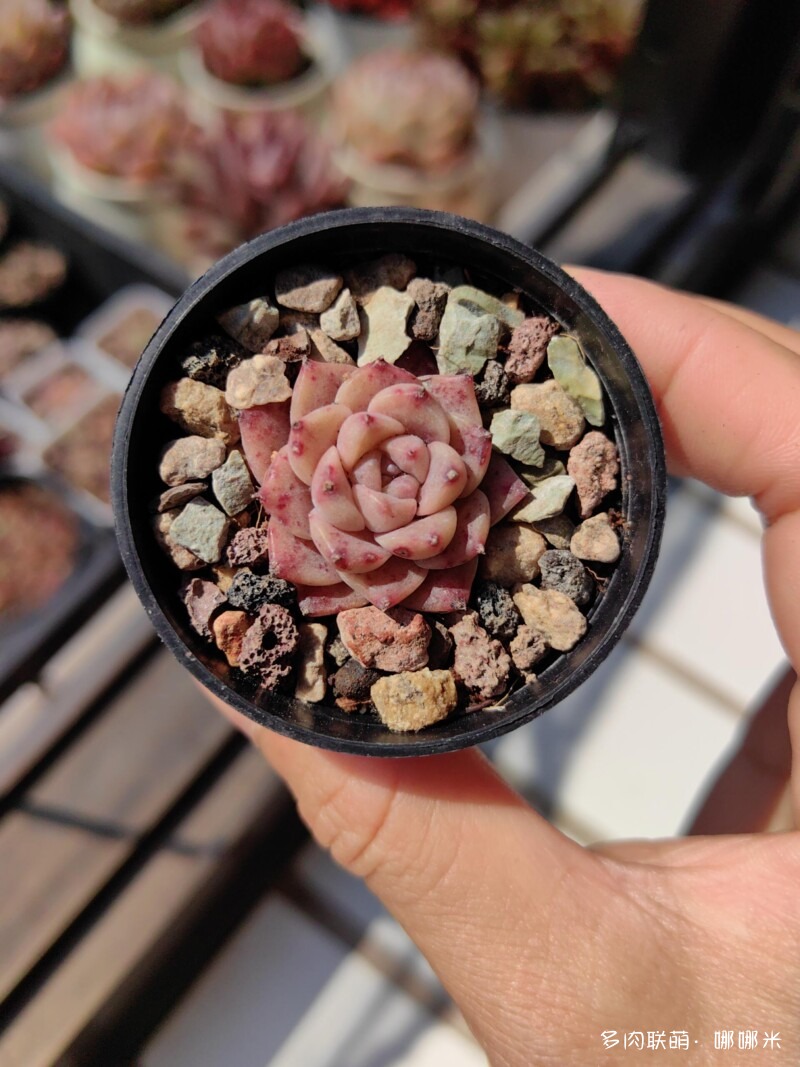 太阳下的多肉