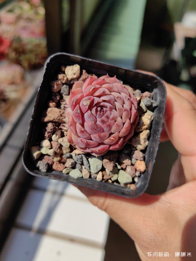 太阳下的多肉