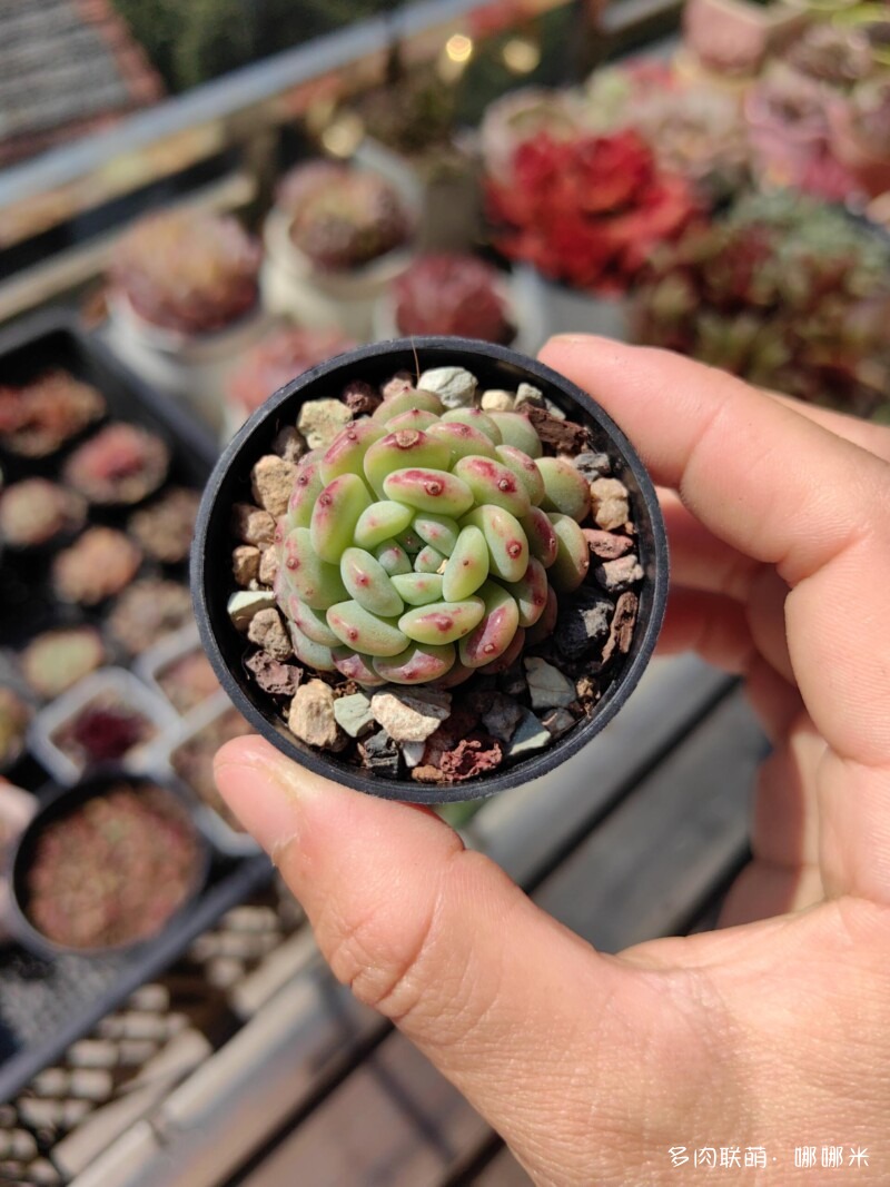 太阳下的多肉