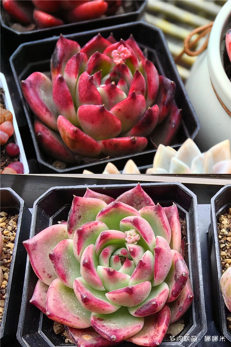 乌木杂