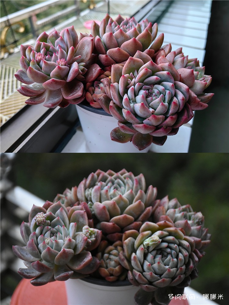 霜花