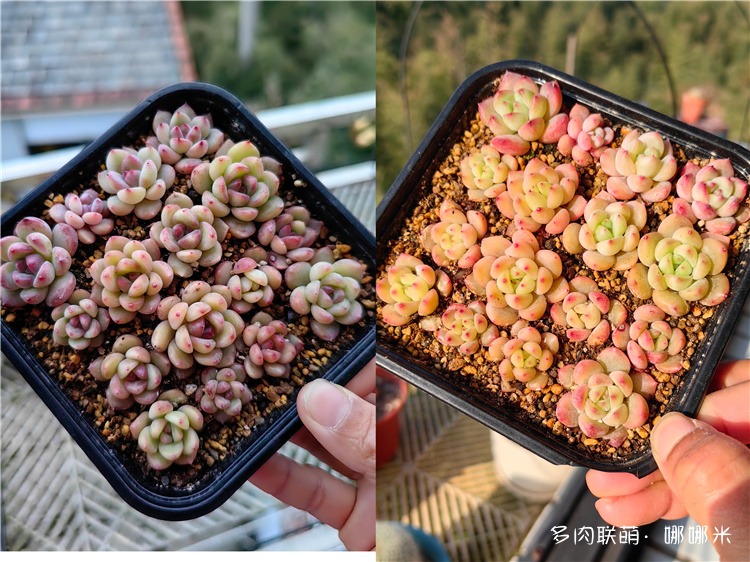 粉红豹