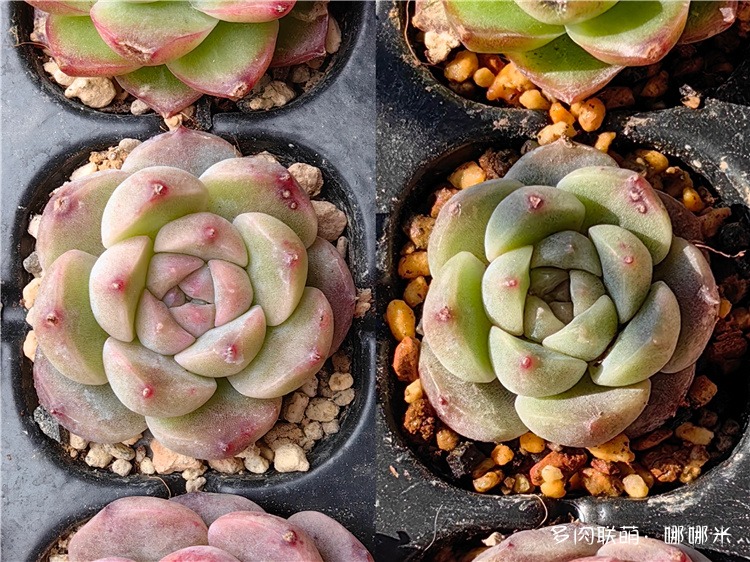 白梦