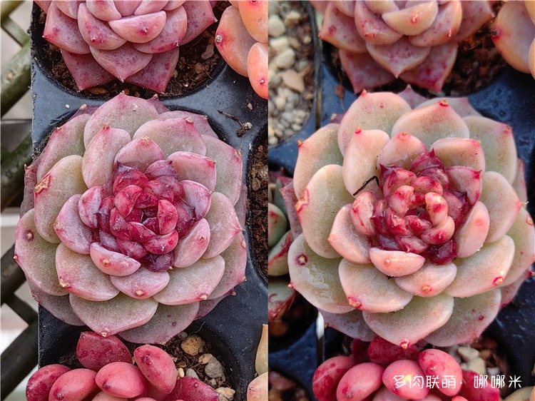 天鹅绒