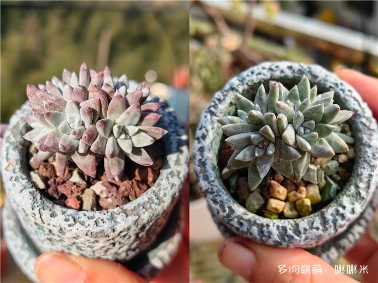 白菊