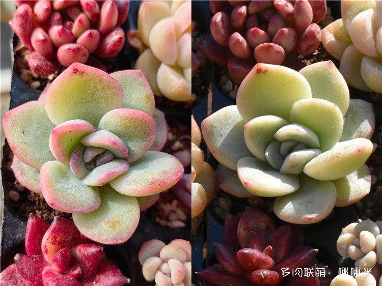 泡芙（轰动）