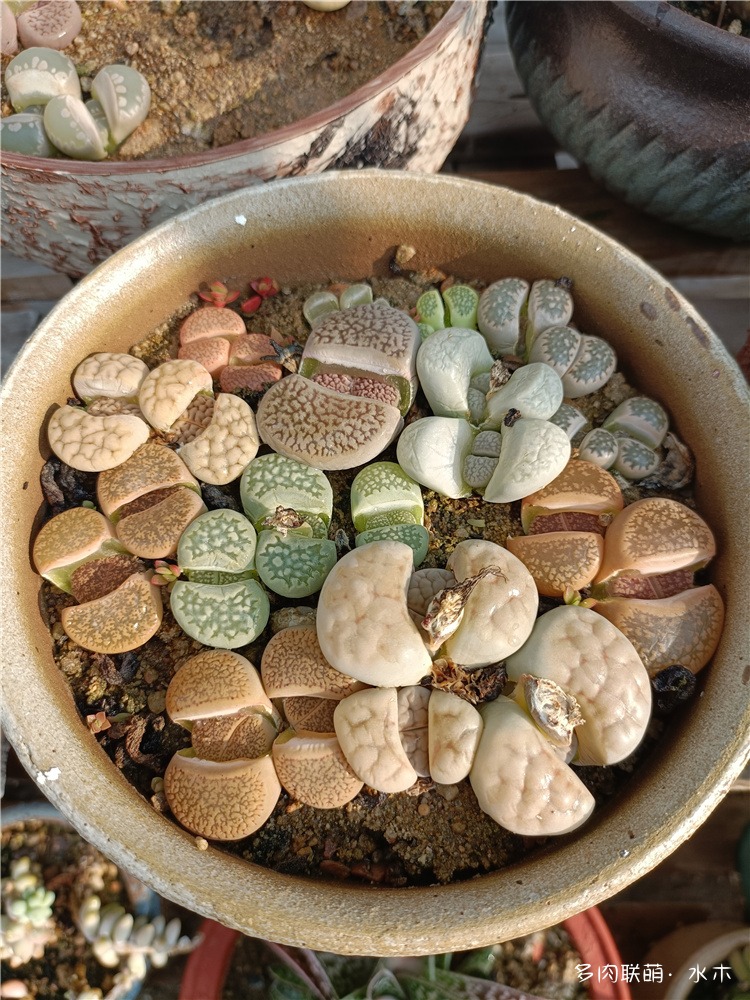 生石花