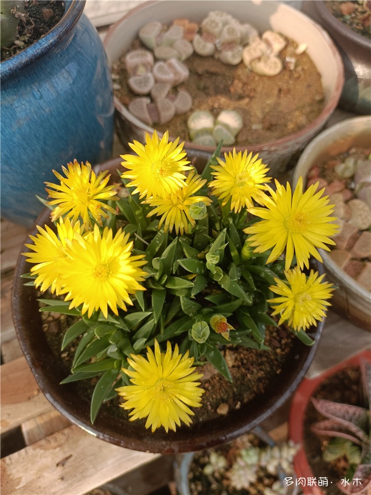 黄花照波