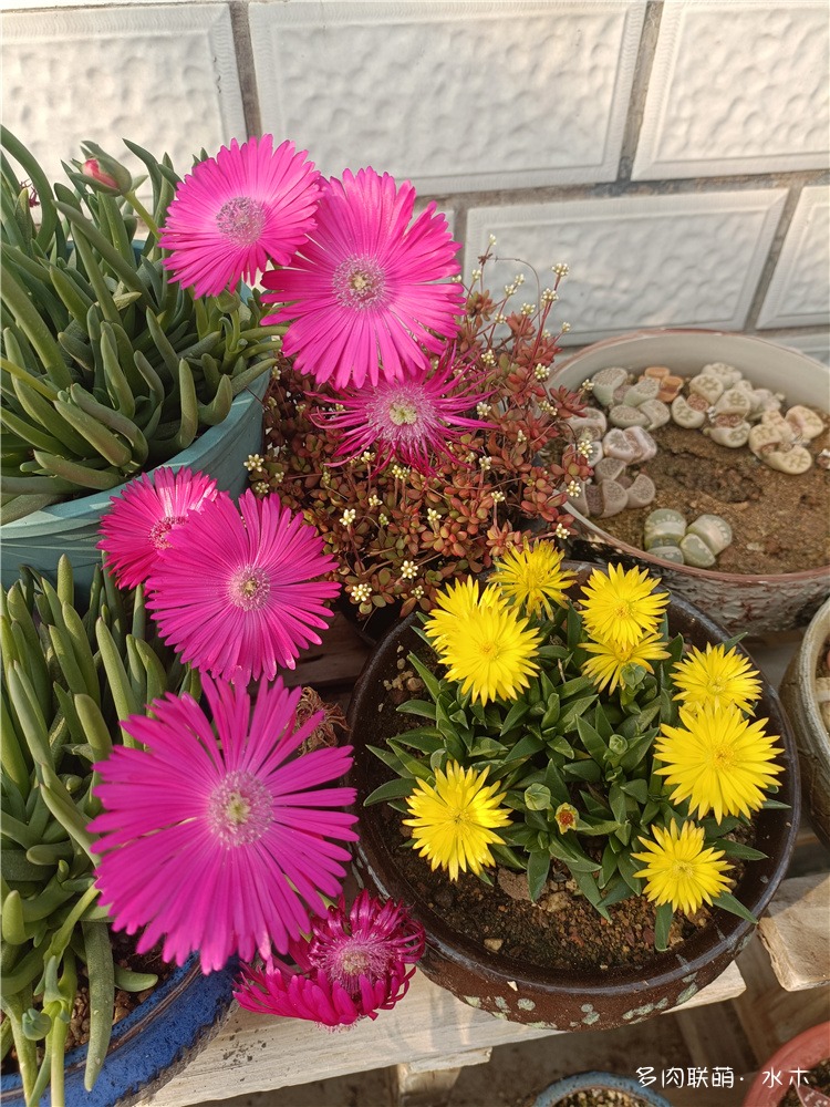 黄花照波和奔龙