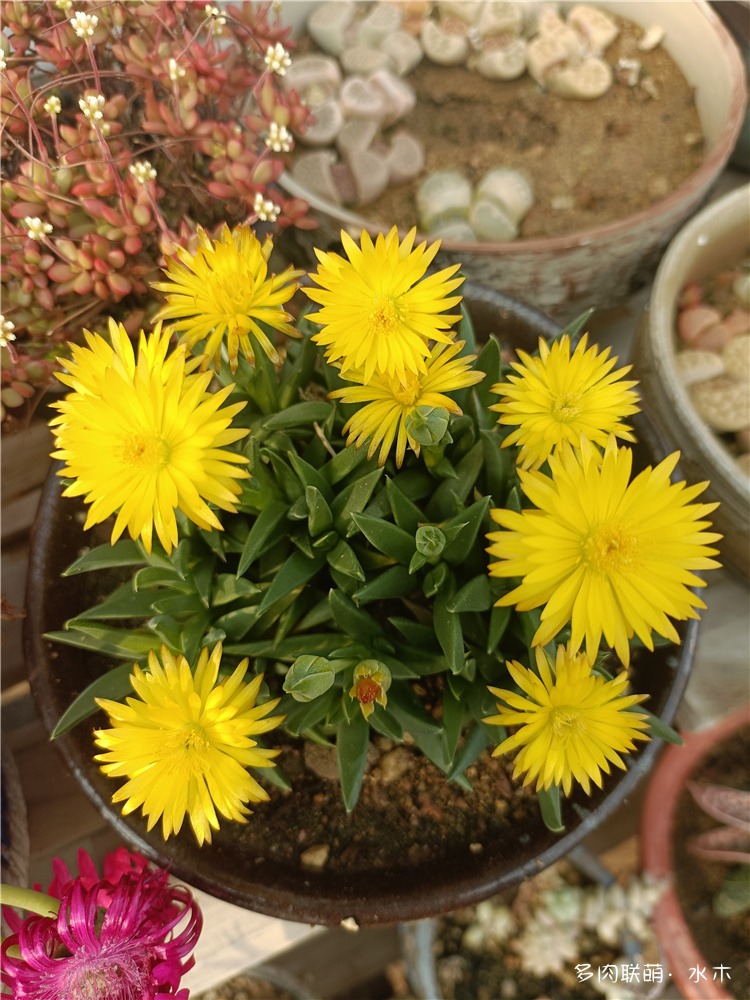 芳香波