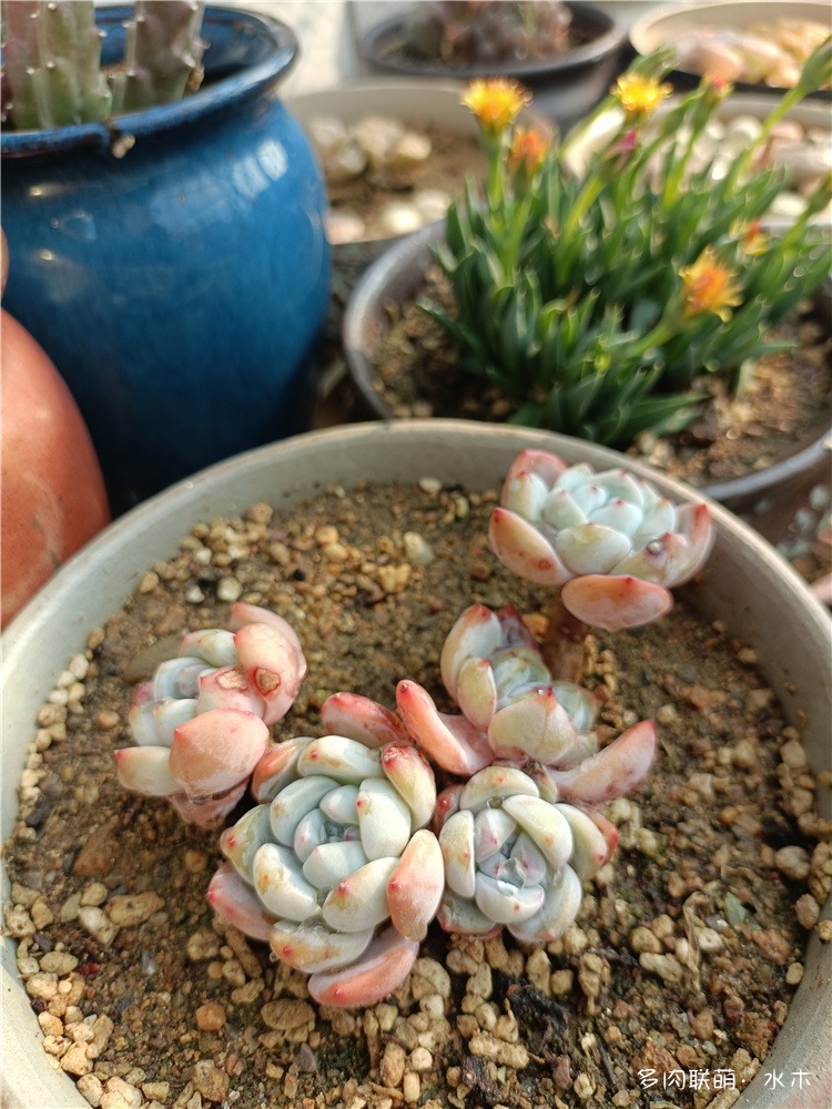 橙梦露还是芙蓉雪莲