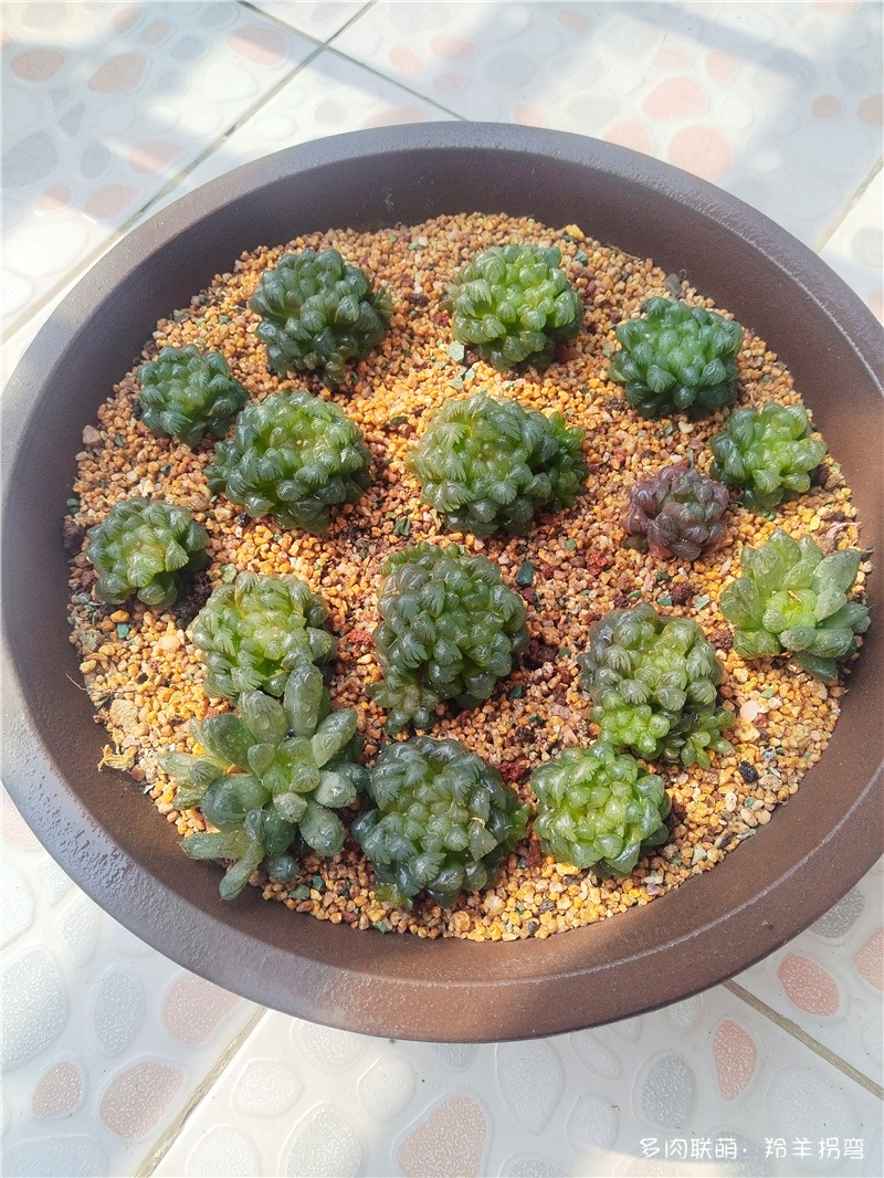 玉露