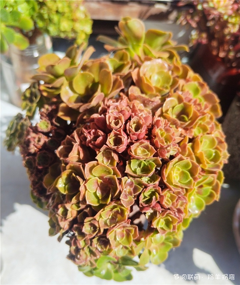 绍羞缀化
