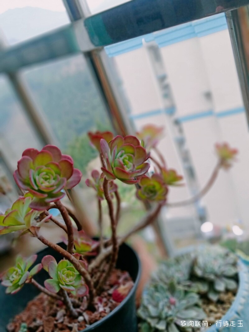 窗台上的多肉