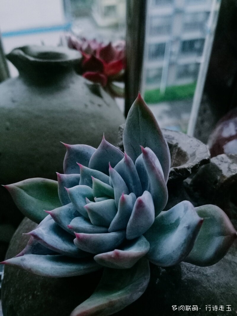 窗台上的多肉