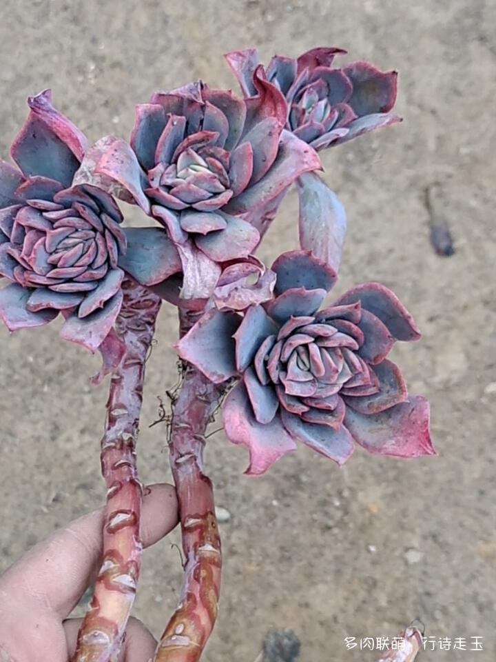 窗台上的多肉