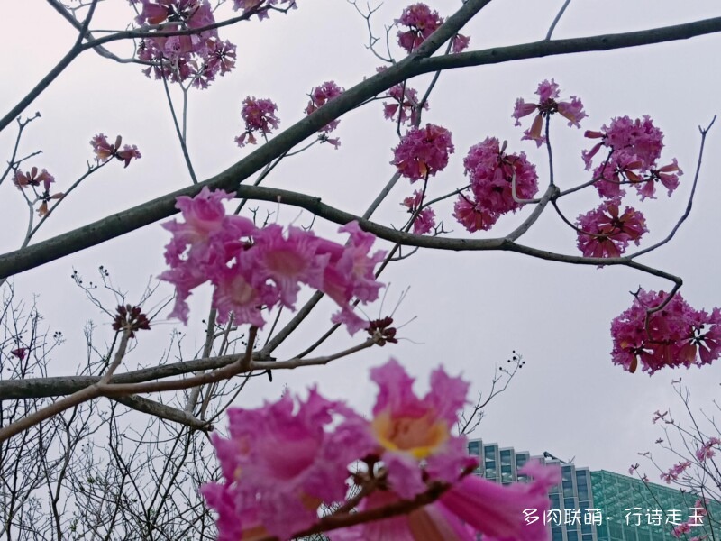 窗台上的多肉