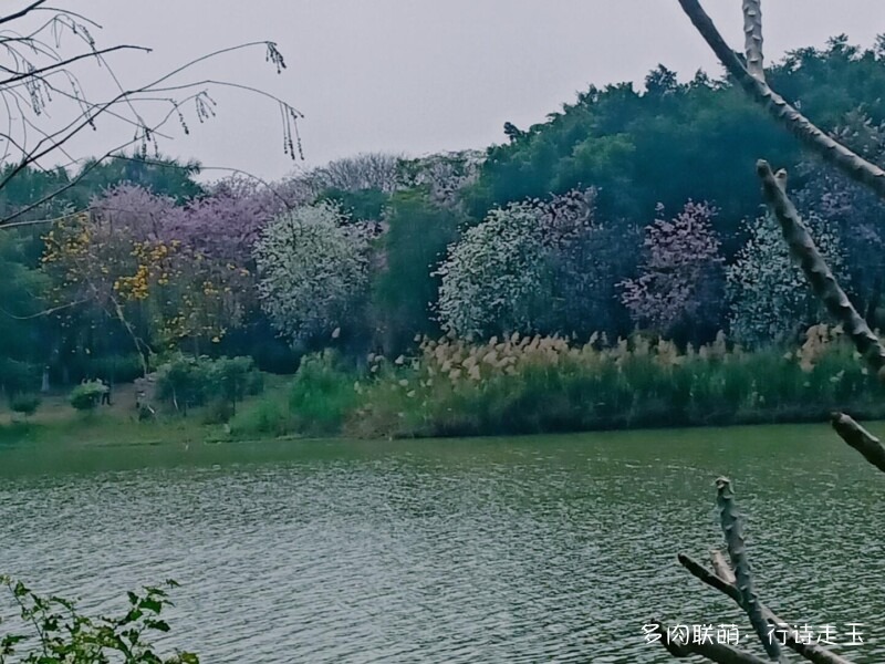 窗台上的多肉