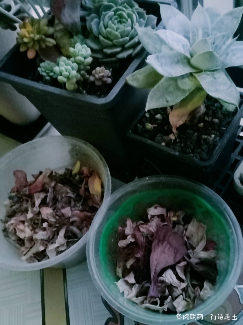 窗台上的多肉