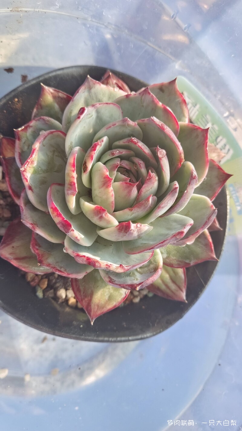 阳光滤镜下的多肉