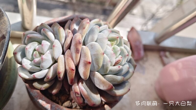阳光滤镜下的多肉