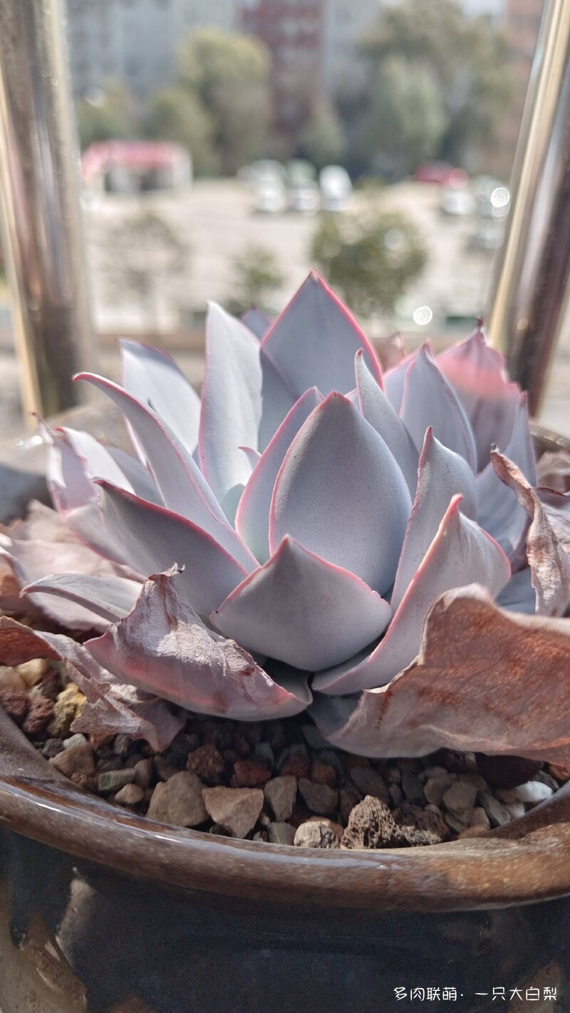 阳光滤镜下的多肉