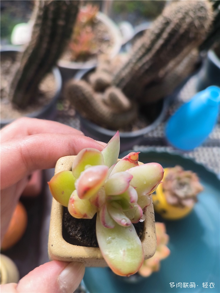 喜欢的多肉
