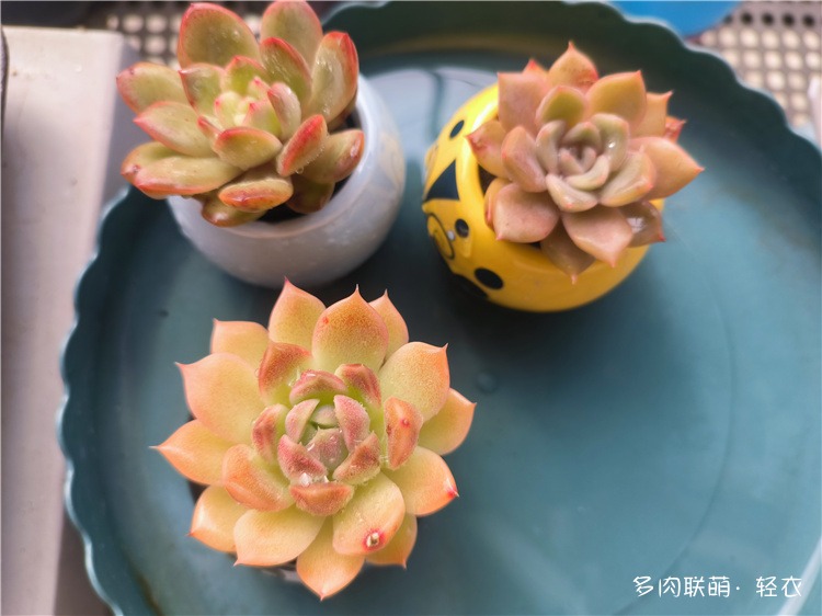 喜欢的多肉