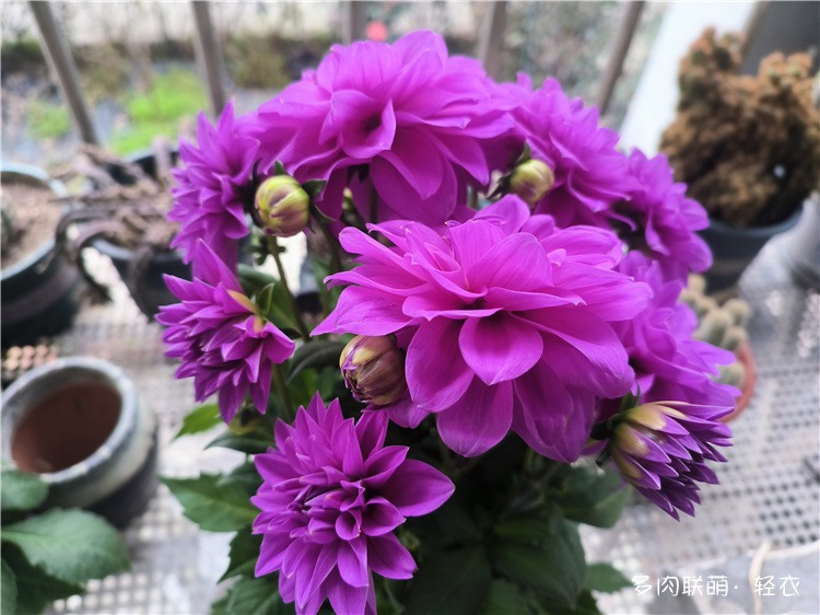 花花