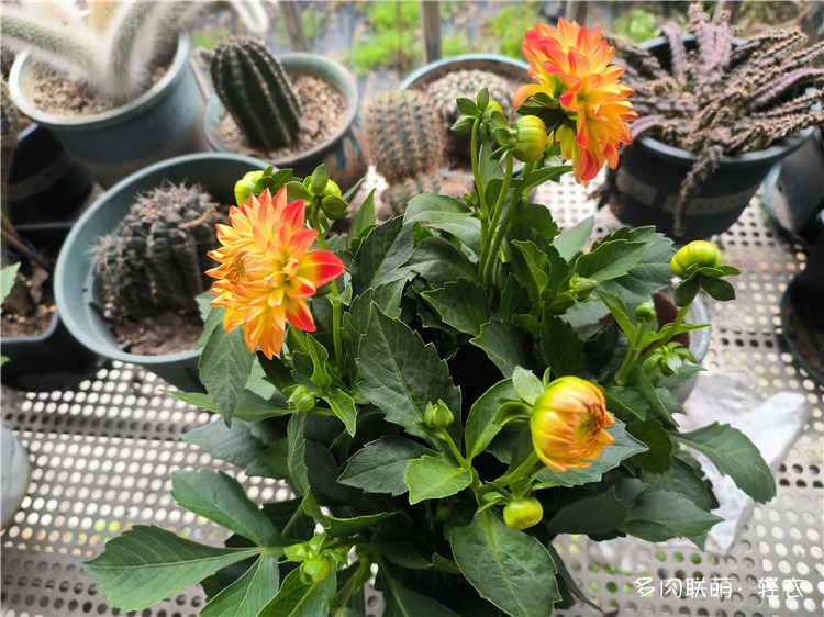 花花