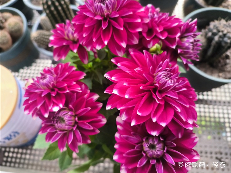 花花