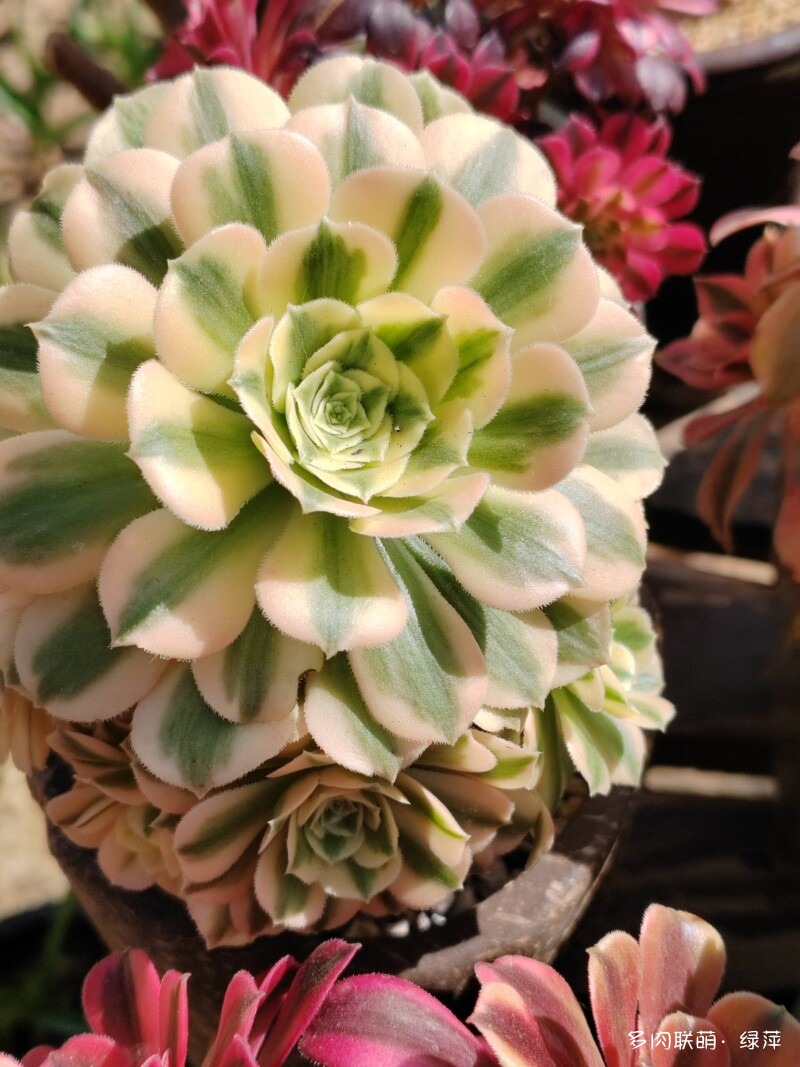 赏肉时节，小院多肉