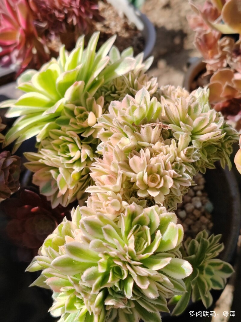 赏肉时节，小院多肉