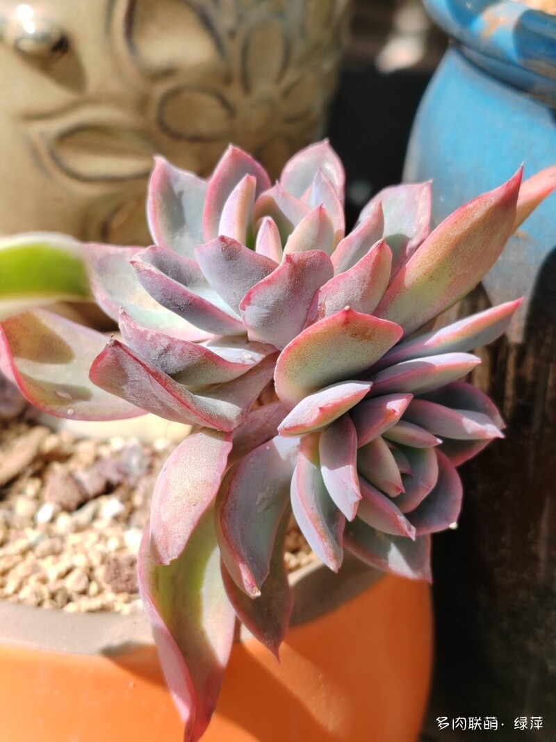 赏肉时节，小院多肉