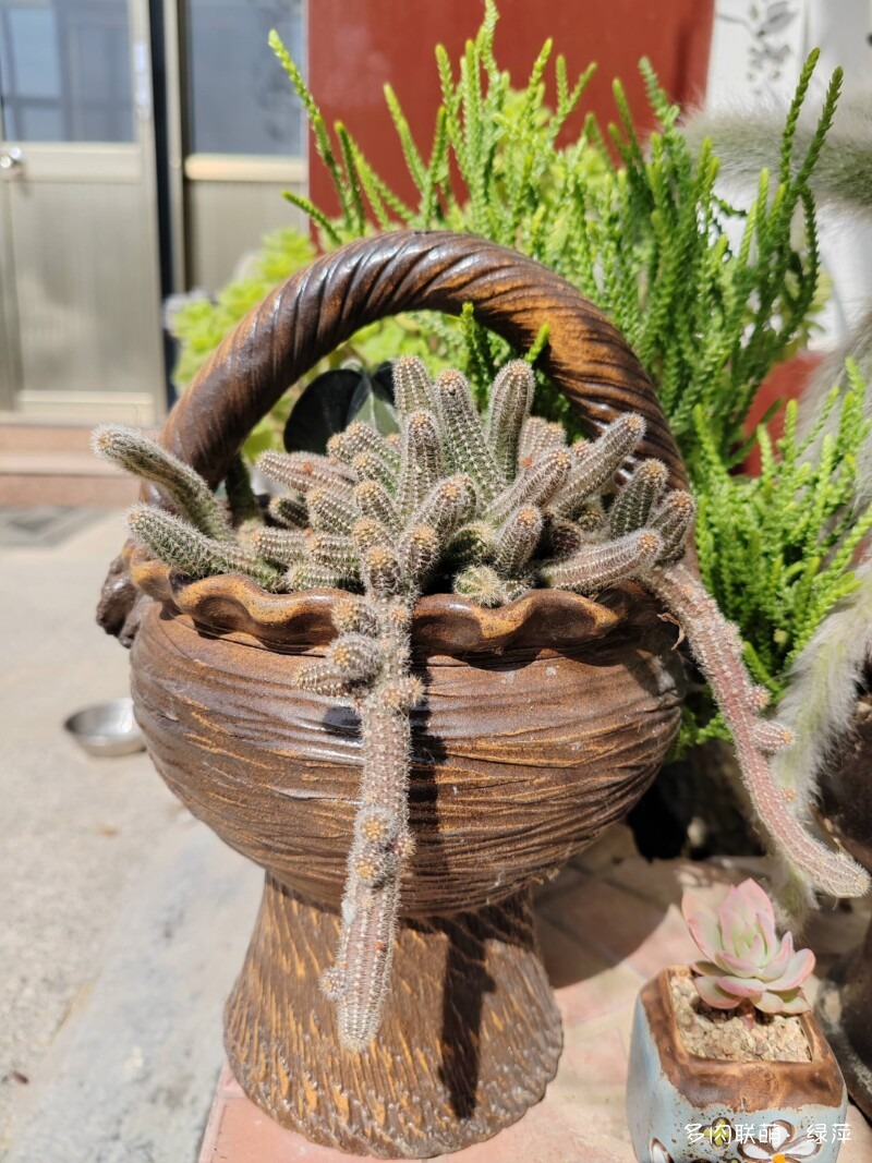 赏肉时节，小院多肉