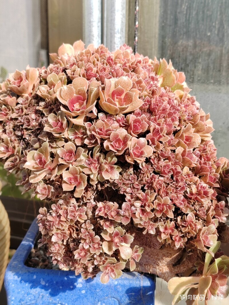 赏肉时节，小院多肉