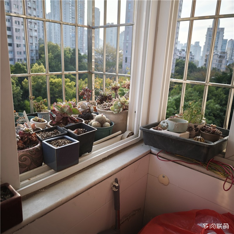 窗台上的多肉