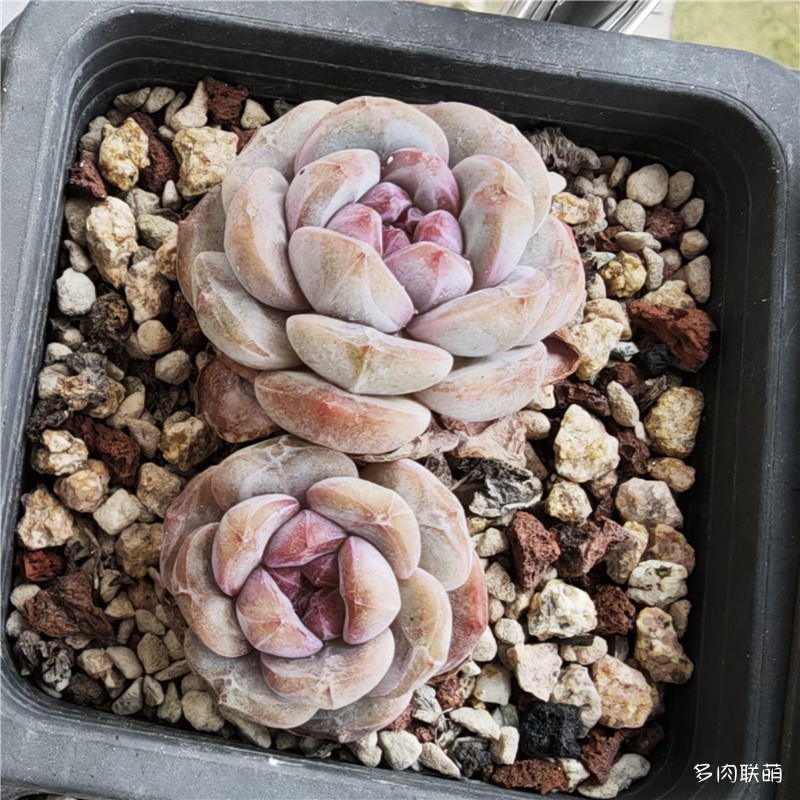 芙蓉雪莲、橙梦露