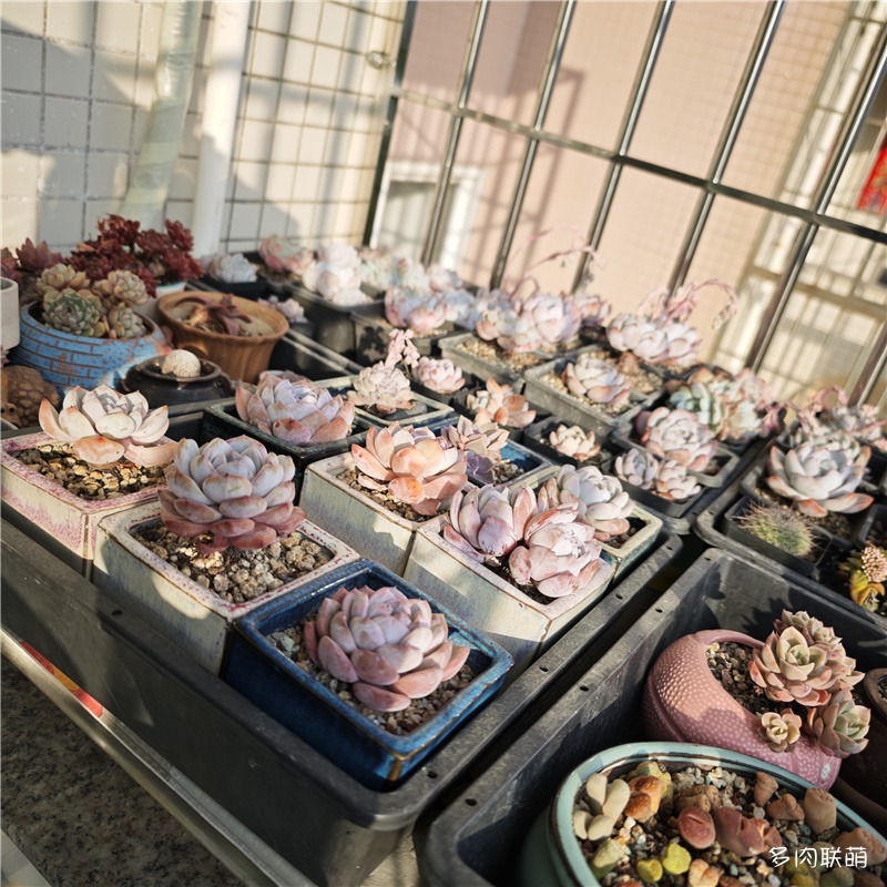 芙蓉雪莲、橙梦露