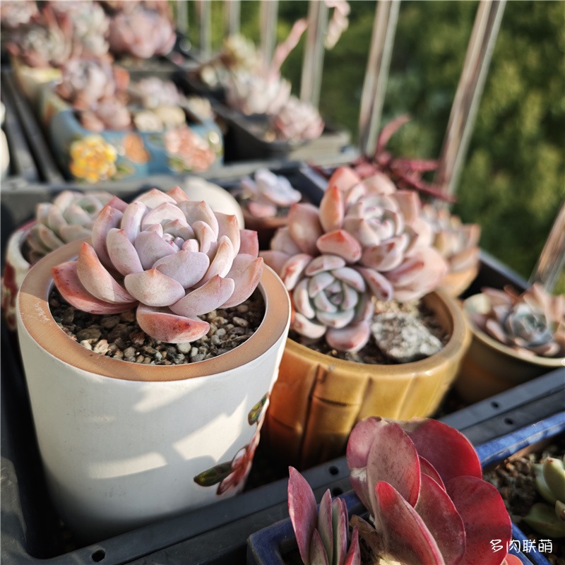 芙蓉雪莲、橙梦露