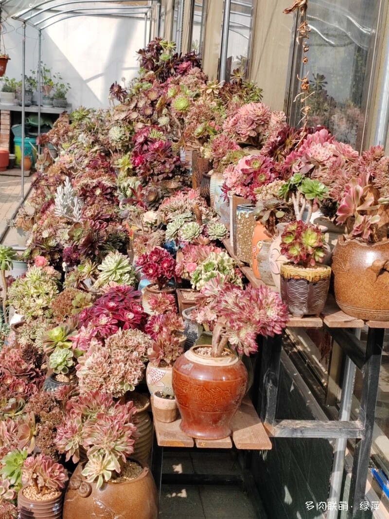赏肉时节，小院多肉