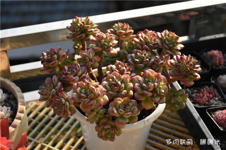 群生探戈