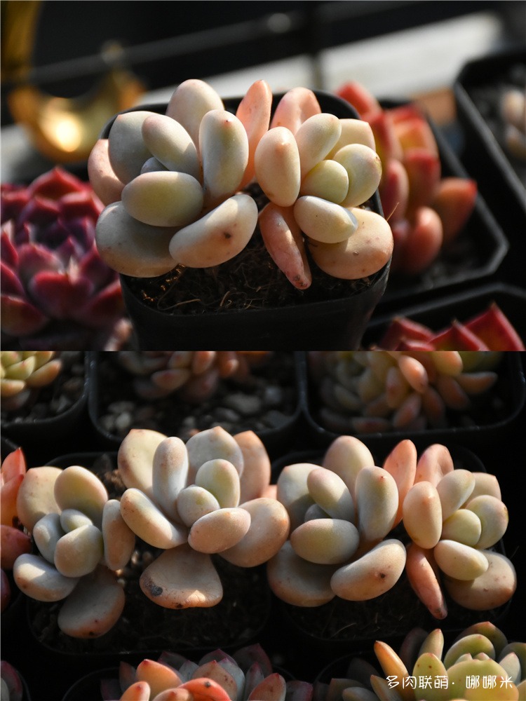 粉兔