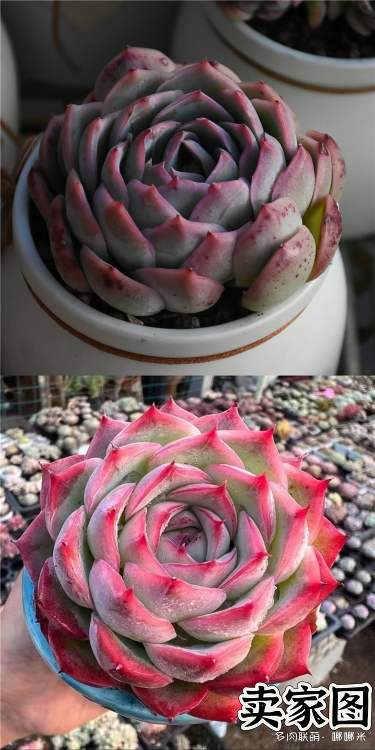 法兰西玫瑰