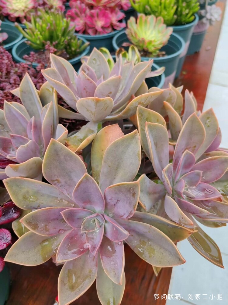 被顺走的多肉
