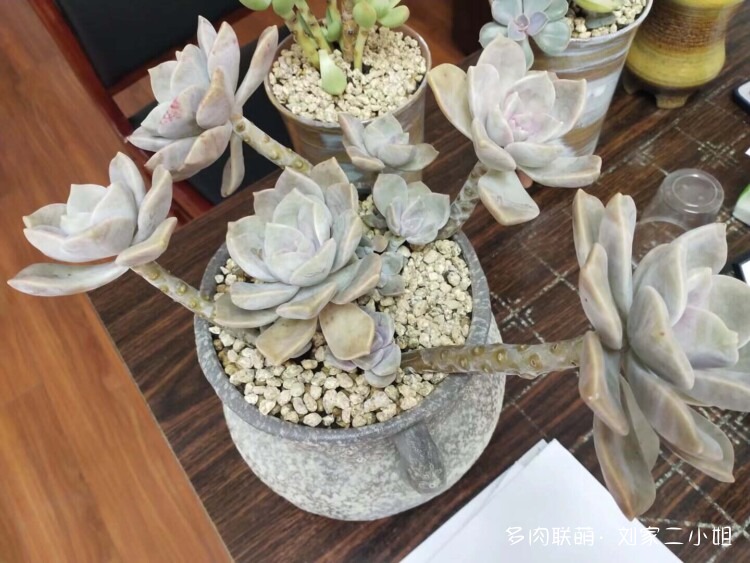 被顺走的多肉