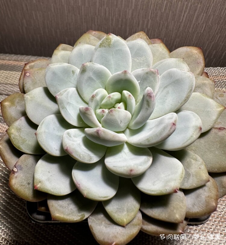 台灯下的多肉照片