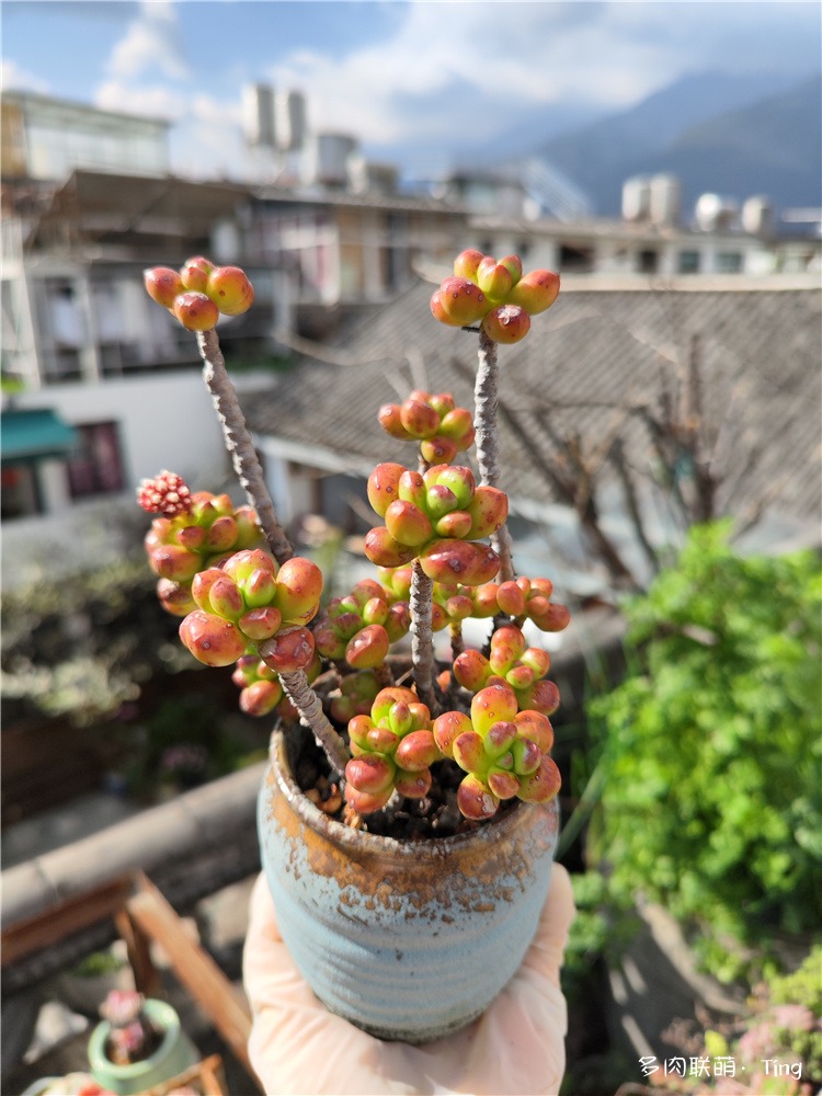 丸叶松绿