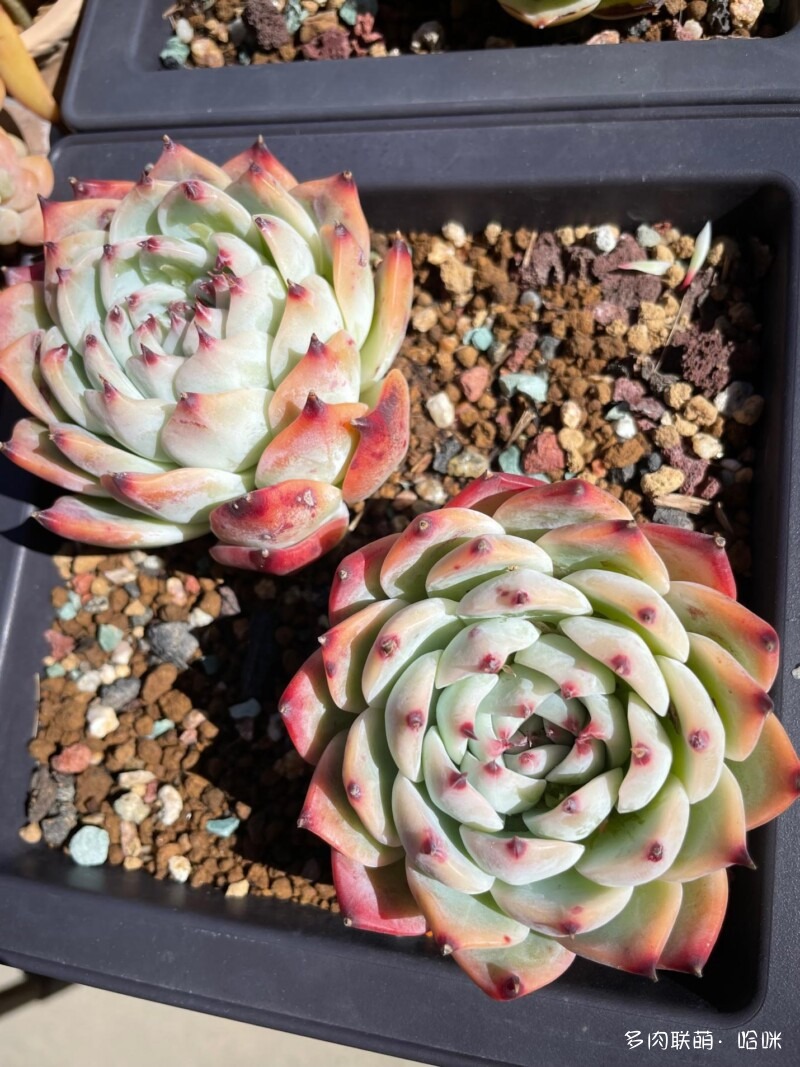 美国圣地亚哥花友的多肉