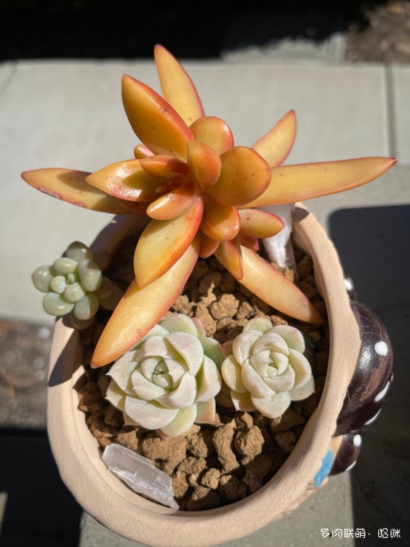 美国圣地亚哥花友的多肉